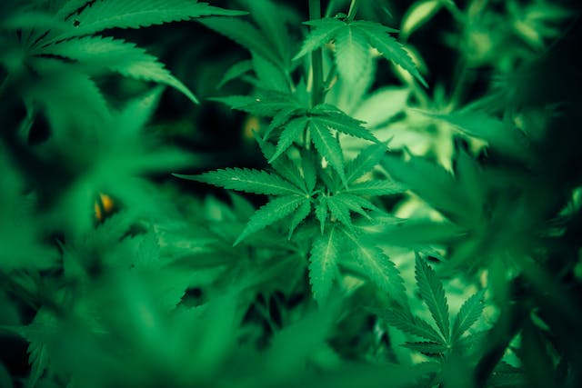 Cannabis et Douleur Chronique: Une Solution Sûre qui Offre un Soulagement Durable
