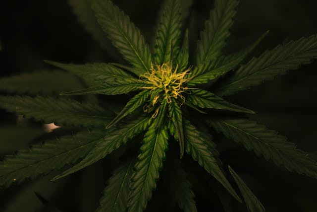 Le Futur du Cannabis: Une Industrie en Croissance